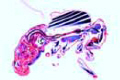Entire insect slide, sagittal l.s. of Drosophila, fruitfly