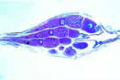 Ovary of insect showing polytrophic egg tubules
