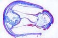 Tympanal organ slide, sec. of Cicada