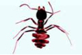 Lasius slide, ant, worker