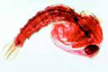 Anopheles slide, pupa