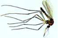 Culex pipiens, adult female