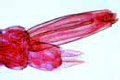 Culex pipiens, larva
