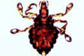Haematopinus suis slide, pig louse, adult
