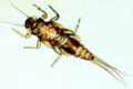 Caenis, May fly slide, adult