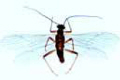 Nemura slide, stone fly