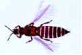 Thysanura slide, bristle tail, adult
