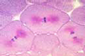 Mitotic stages in sec. of whitefish blastula slide showing spindles