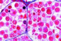 Meiotic slide (maturation) stages in sec. through testis of salamander.