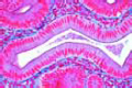 Simple columnar epithelium slide