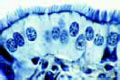 Simple ciliated columnar epithelium slide