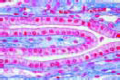 Cuboidal epithelium slide, in sec. of kidney papilla