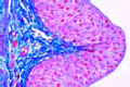 Transitional epithelium slide