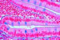 Goblet cells slide in sec. of colon