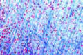 Areolar connective tissue slide