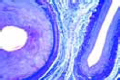 Artery and vein of smaller size