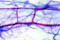 Small blood vessels slide in mesenterium of rabbit