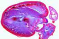 Heart of mouse slide, entire sagittal