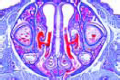 Nasal region of small mammal (mouse or rat)