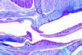 Larynx of mouse slide, sagittal