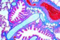 Lung of cat  slide, routine stained for all details