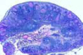 Lymph node of pig slide