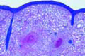 Spleen of rabbit slide
