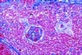 Thymus of young cat slide