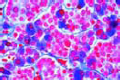 Pituitary gland slide