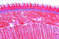 Tongue of mouse slide