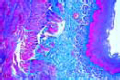 Esophagus of cat slide