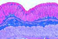 Stomach of cat, fundic region slide