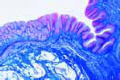 Stomach – duodenum junction of cat