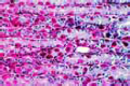 Stomach of pig slide, cardia