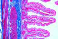 Jejunum of cat slide