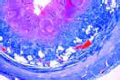 Vermiform appendix slide, rabbit