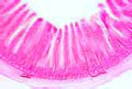 Small intestine of dog slide