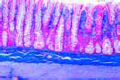 Colon of cat slide
