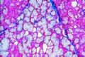 Submaxillary gland of cat slide