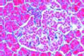 Pancreas of pig slide