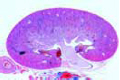 Kidney of mouse slide