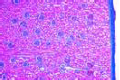 Kidney of rabbit slide