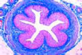 Ureter of pig slide