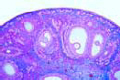 Ovary of cat slide