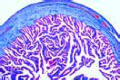 Fallopian tube of cat slide