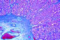 Placenta of cat slide