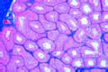 Testis of rabbit
