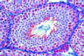 Testis of mouse slide
