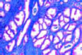 Prostate gland of monkey slide