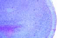 Cerebral cortex slide, cat